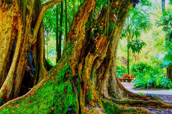 Árvore Exótica Cercada Por Vegetação Rica Ambientes Parque Natural — Fotografia de Stock