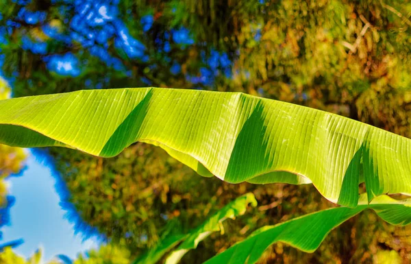 Folhas Bananeira Como Planta Decorativa Dentro Parque Público — Fotografia de Stock