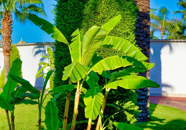 Almuerzos Hojas Decorativos Plátano Cerca —  Fotos de Stock