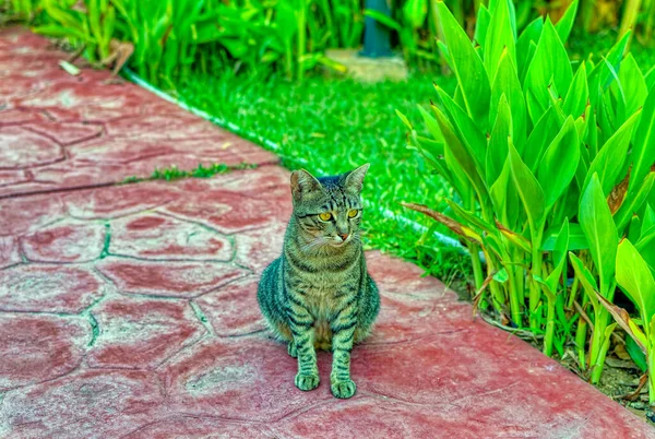 Gato Está Sentado Camino Hormigón Mientras Mira Cuidadosamente Algo Distancia — Foto de Stock