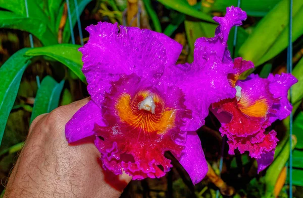 Flor Colorida Orquídea Cerca Planta Orquídea Con Simetría Bilateral Característica —  Fotos de Stock