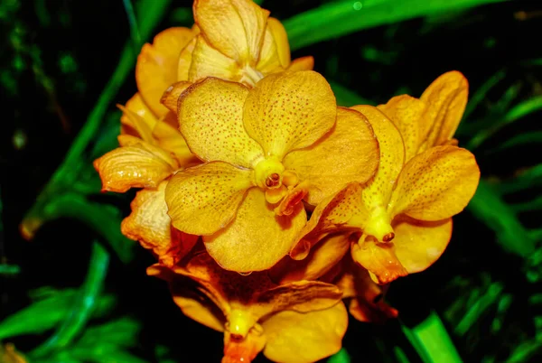 Flor Colorida Orquídea Cerca Planta Orquídea Con Simetría Bilateral Característica —  Fotos de Stock