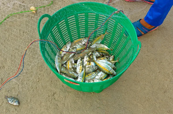 Phuket Thailand January 2020 Small Fishes Pulled Out Net Stored — Stock Photo, Image