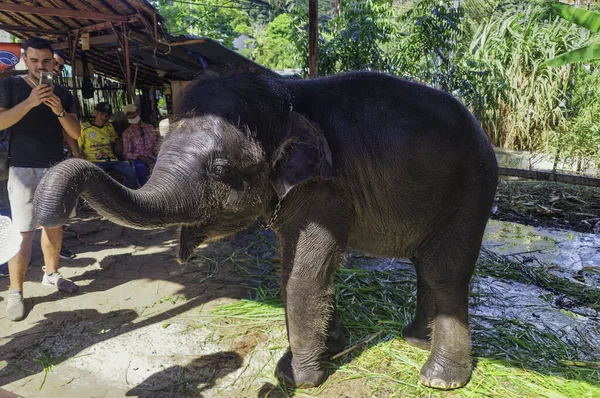 PHUKET, THAILAND, Ocak 05 2020: Bir turist Tayland 'ın Phuket kentindeki yürüyüş kampüsünde bebek filin fotoğrafını çekiyor. 