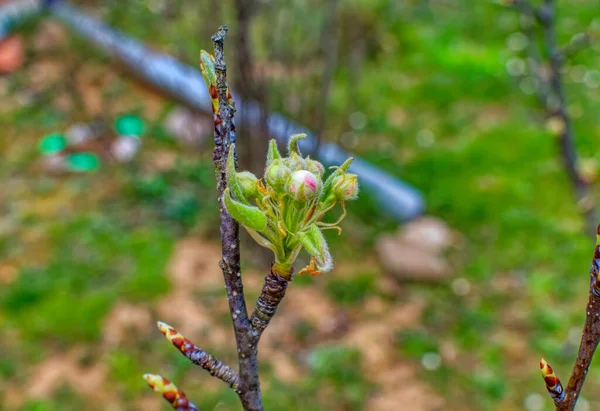 Los Brotes Frescos Manzano Comenzaron Crecer Durante Día Primavera Manzano —  Fotos de Stock