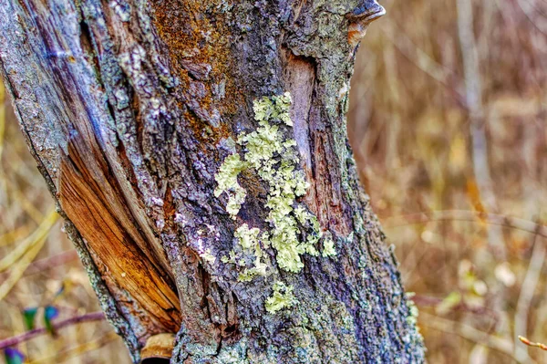 Gammal Plommonbark Täckt Med Mossa Och Lavar Kvar Vild Natur — Stockfoto