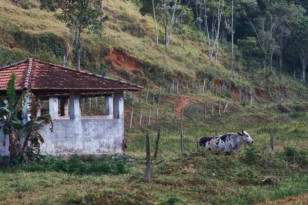 Vaca Uma Cena Rural — Fotografia de Stock
