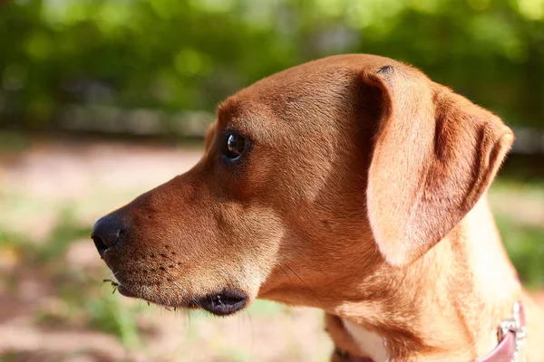 Luie Hond Close Een Rit Van Hond Een Park — Stockfoto