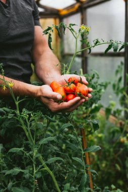  Kendi serasından bir çiftçinin elinde taze bir domates mahsulü..