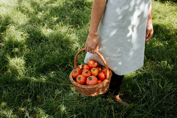 Nas Mãos Das Mulheres Uma Cesta Vime Com Tomates Vermelhos — Fotografia de Stock