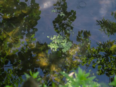 Nebv 'in yansıması ve nehirdeki ağaçlar