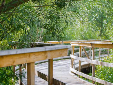 Yazın ormandaki tahta patika.