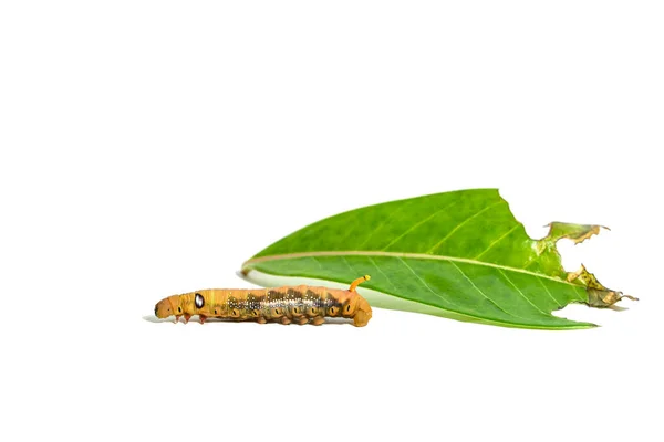 Närbild Orange Randiga Larver Isolerad Vit Bakgrund — Stockfoto