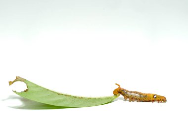 Beyaz arka planda izole edilmiş turuncu çizgili tırtıllar.
