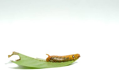 Beyaz arka planda izole edilmiş turuncu çizgili tırtıllar.