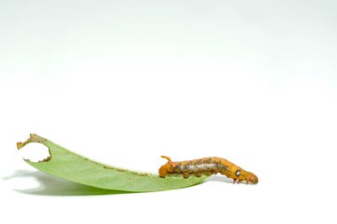 Beyaz arka planda izole edilmiş turuncu çizgili tırtıllar.