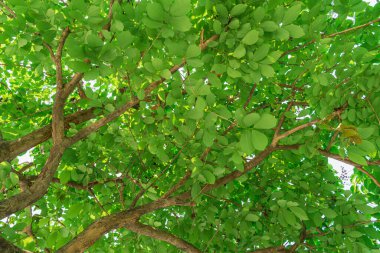 Yeşil yaprak ağacı alt görünüm arkaplanı