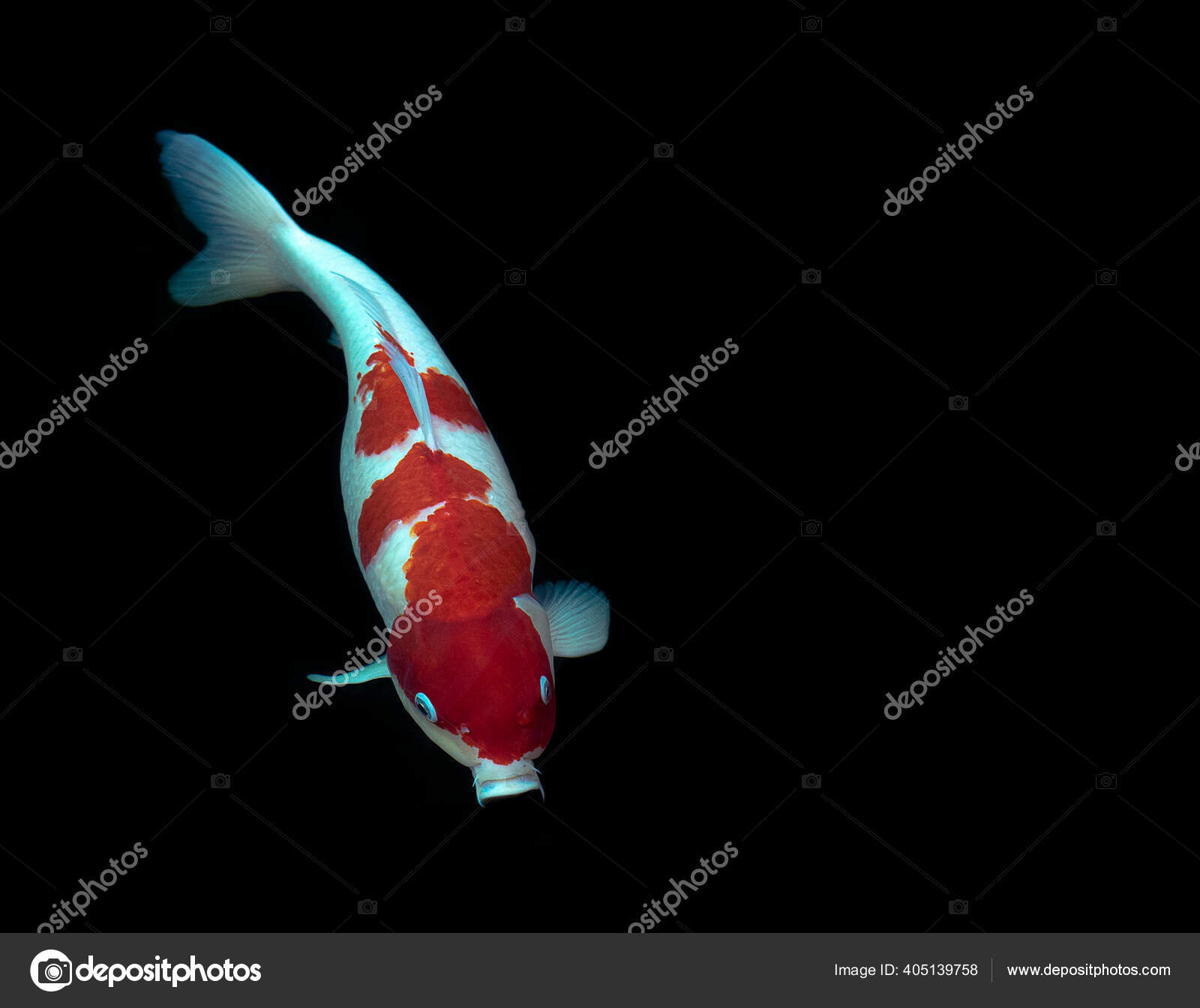 Close Top View Koi Fish Black Background Stock Photo by