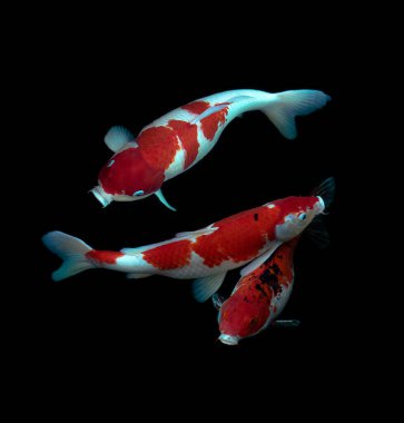 Üst görünüm Koi balığını siyah arkaplanda kapat