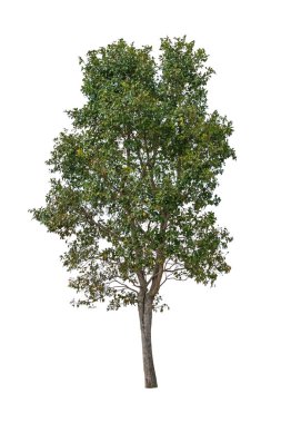 Beyaz arka planda izole ağaçlar, Asya 'da tropik ağaçlar.