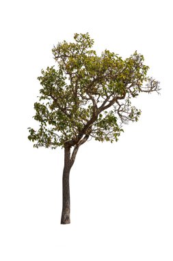 Beyaz arka planda izole ağaçlar, Asya 'da tropik ağaçlar.