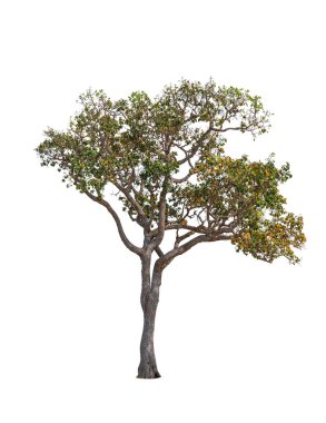 Beyaz arka planda izole ağaçlar, Asya 'da tropik ağaçlar.