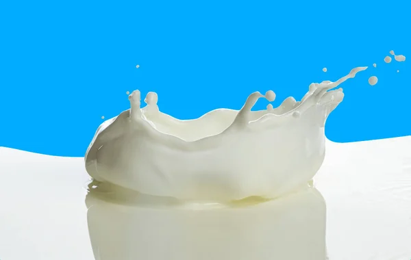 pouring of milk splash isolated white background