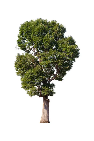 Bomen Geïsoleerd Witte Achtergrond Tropische Bomen Azië — Stockfoto