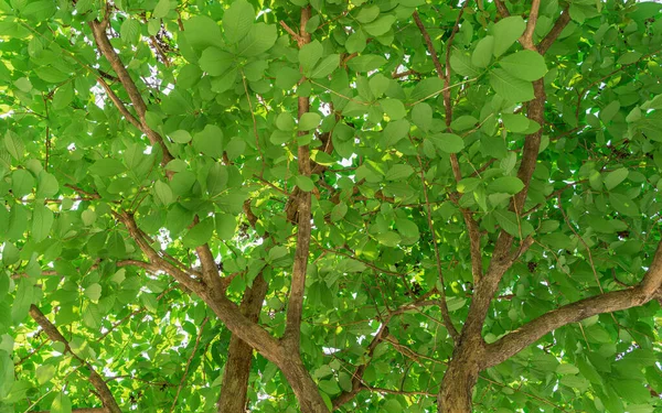 Grünes Blatt Baum Unten Ansicht Hintergrund — Stockfoto