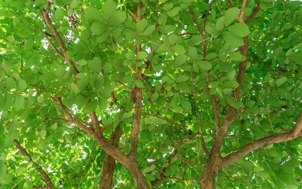 Hoja Verde Árbol Fondo Vista — Foto de Stock