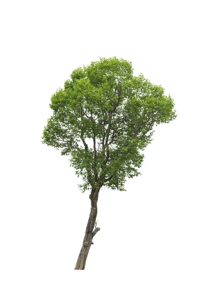 Drzewa Odizolowane Białym Tle Drzewa Tropikalne Azji — Zdjęcie stockowe