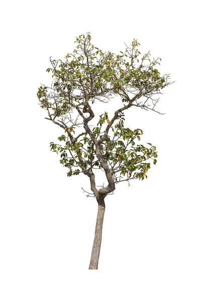 Bomen Geïsoleerd Witte Achtergrond Tropische Bomen Azië — Stockfoto