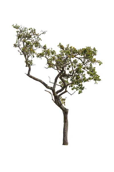 Stromy Izolované Bílém Pozadí Tropické Stromy Asii — Stock fotografie