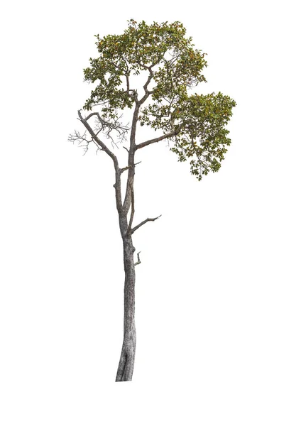 Árvores Isoladas Sobre Fundo Branco Árvores Tropicais Ásia — Fotografia de Stock