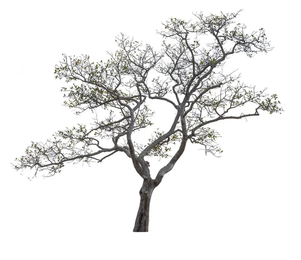 白い背景に孤立した木 アジアの熱帯の木 — ストック写真