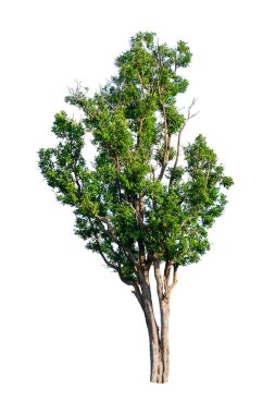 beyaz arkaplanda tasarım için izole edilmiş yeşil ağaç