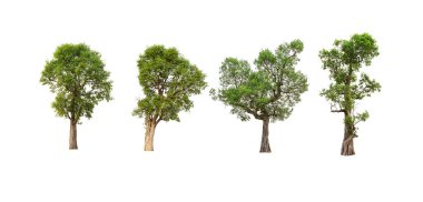 Irvingia Malayana ağaç koleksiyonu beyaz arkaplanda izole edildi