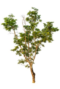 Beyaz arkaplanda izole edilmiş ağaç