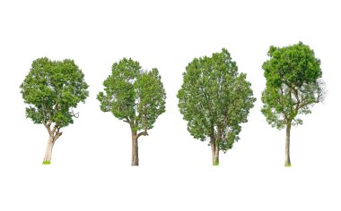 Beyaz zemin üzerinde izole tropik ve subtropik ağaçlar