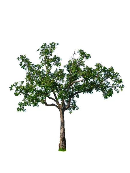 Árbol Tropical Aislado Fondo Blanco — Foto de Stock