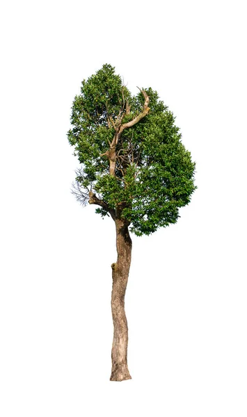 Zielone Drzewo Izolowane Projektowania Białym Tle — Zdjęcie stockowe
