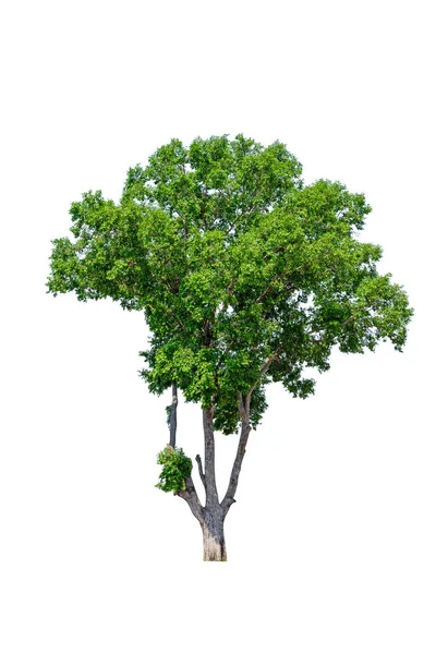 Irvingia Malayana Alberi Isolati Sfondo Bianco — Foto Stock