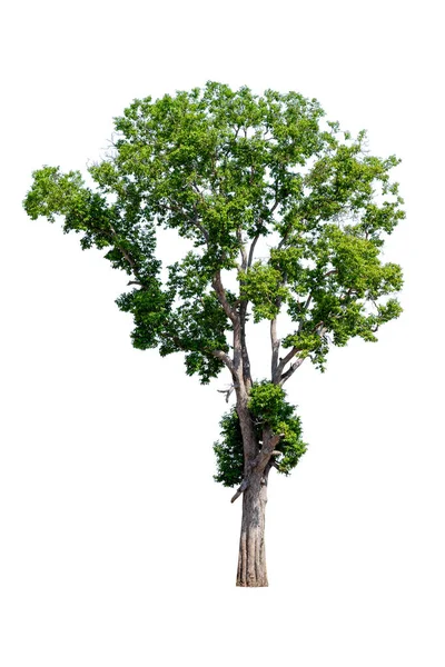 Irvingia Malayana Arbres Isolés Sur Fond Blanc — Photo