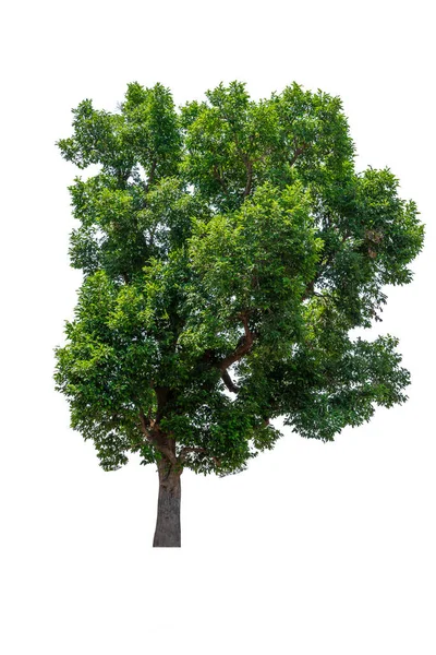 Tropiques Subtropicales Arbre Isolé Sur Fond Blanc — Photo