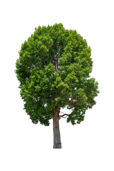 Tropiques Subtropicales Arbre Isolé Sur Fond Blanc — Photo