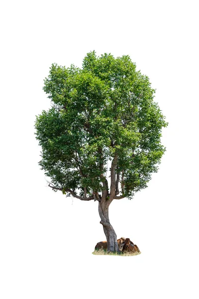 Tropikerna Och Subtropikerna Träd Isolerad Vit Bakgrund — Stockfoto