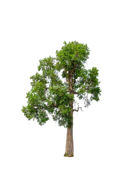 Albero Isolato Sfondo Bianco — Foto Stock