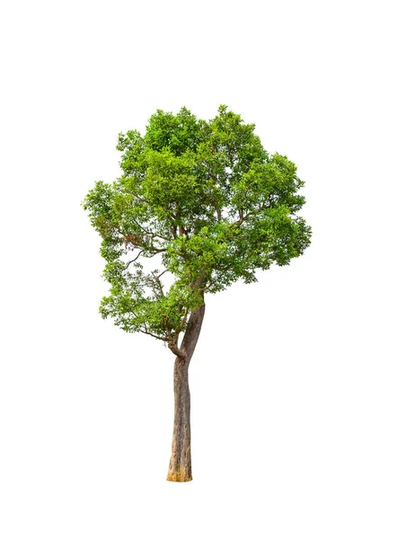 Alberi Isolati Sfondo Bianco — Foto Stock