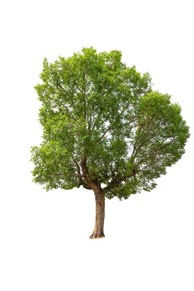 Alberi Isolati Sfondo Bianco — Foto Stock