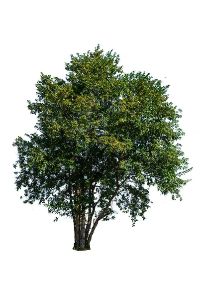 Irvingia Malayana Albero Tropicale Isolato Sfondo Bianco — Foto Stock